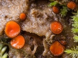 Scutellinia crinita image