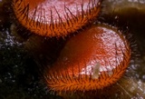 Scutellinia crinita image