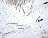 Scutellinia crinita image