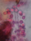 Byssocorticium californicum image