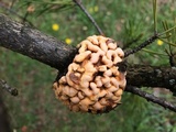 Cronartium quercuum image