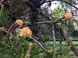Cronartium quercuum image