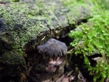Resupinatus alboniger image