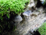 Resupinatus alboniger image