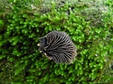 Resupinatus alboniger image