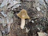 Verpa bohemica image