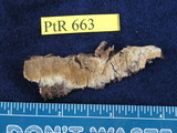 Coniophora arida image