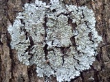 Pyxine sorediata image