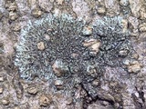 Hyperphyscia adglutinata image