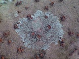 Hyperphyscia adglutinata image
