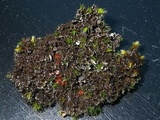 Massalongia carnosa image