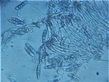 Massalongia carnosa image