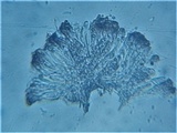 Massalongia carnosa image