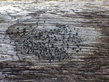 Lecidella elaeochroma f. elaeochroma image