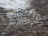 Lecidella elaeochroma f. elaeochroma image