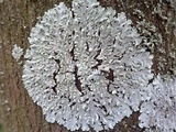 Physcia tribacioides image