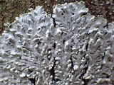 Physcia tribacioides image