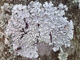 Physcia tribacioides image