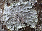 Punctelia subrudecta image