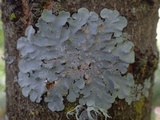 Punctelia subrudecta image