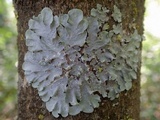 Punctelia subrudecta image