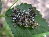 Punctelia subrudecta image