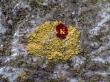 Xanthoria elegans image
