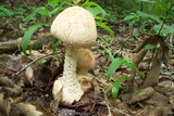 Amanita daucipes image