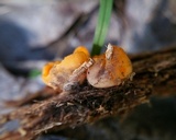 Caloscypha fulgens image