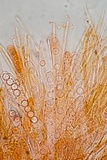 Caloscypha fulgens image