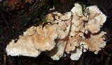 Hydnodon thelephorus image