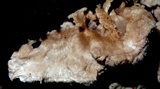 Hydnodon thelephorus image