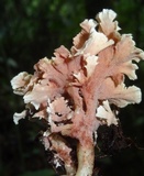 Hydnodon thelephorus image