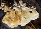 Hydnodon thelephorus image