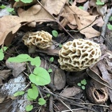 Morchella americana image