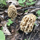 Morchella americana image