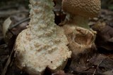 Amanita daucipes image
