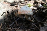 Inocybe whitei image