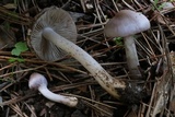 Inocybe ionocephala image