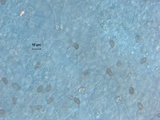 Inocybe ionocephala image