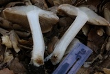 Inocybe fraudans image
