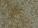 Inocybe fraudans image