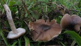 Dermoloma cuneifolium image