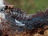 Melanospora lagenaria image