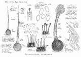 Melanospora lagenaria image