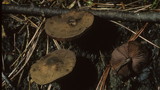 Melanophyllum haematospermum image