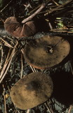 Melanophyllum haematospermum image