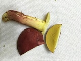 Boletus roodyi image