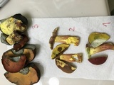 Boletus roodyi image