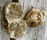 Protubera sabulonensis image